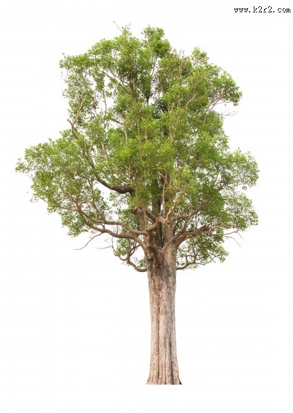 树木植物图片大全