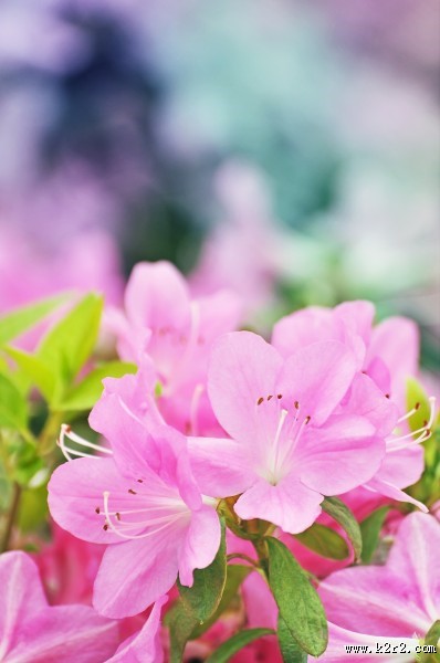 春天各种鲜艳的花朵图片大全