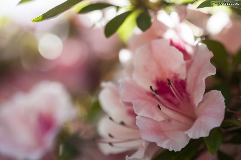 春天各种鲜艳的花朵图片大全