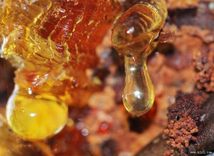 漂亮的树脂植物图片