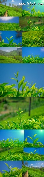 绿色茶叶植物图片大全