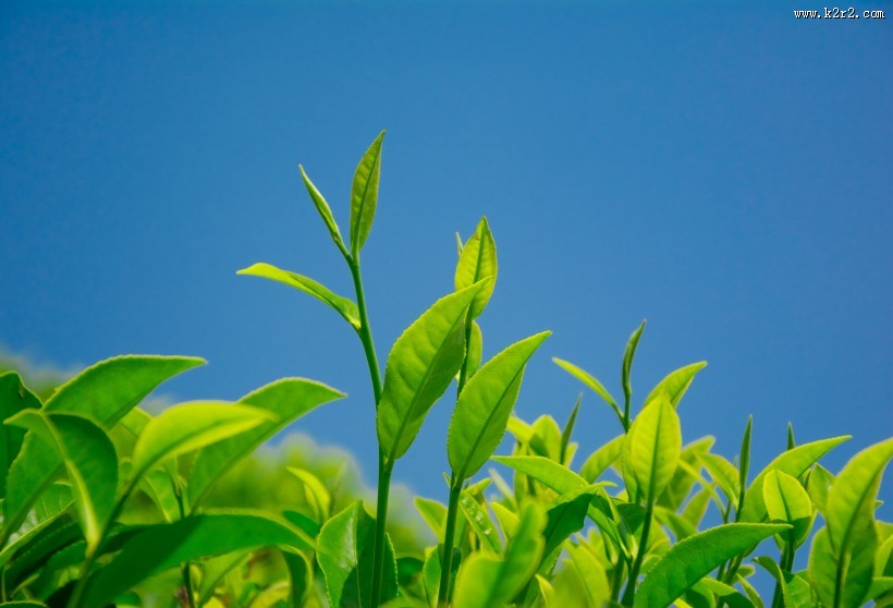 绿色茶叶植物图片大全