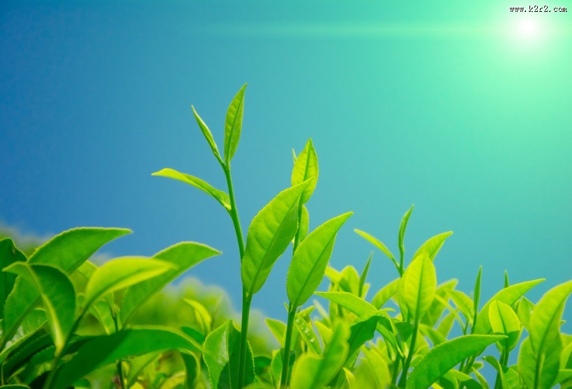 绿色茶叶植物图片大全