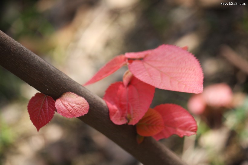 稚嫩的红叶图片
