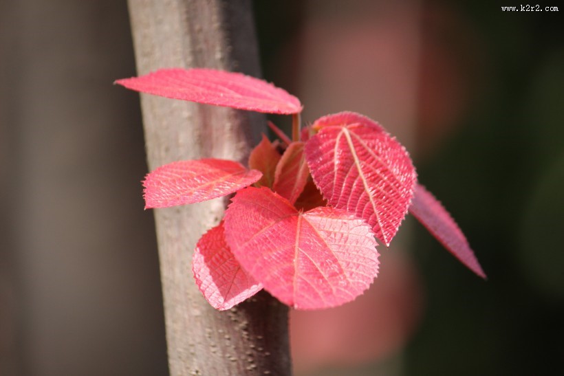 稚嫩的红叶图片