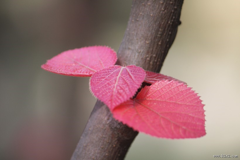 稚嫩的红叶图片
