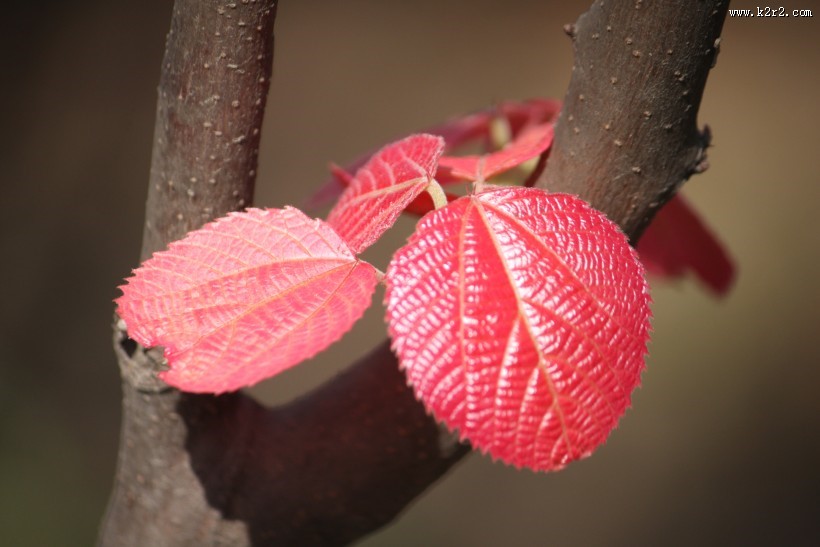 稚嫩的红叶图片
