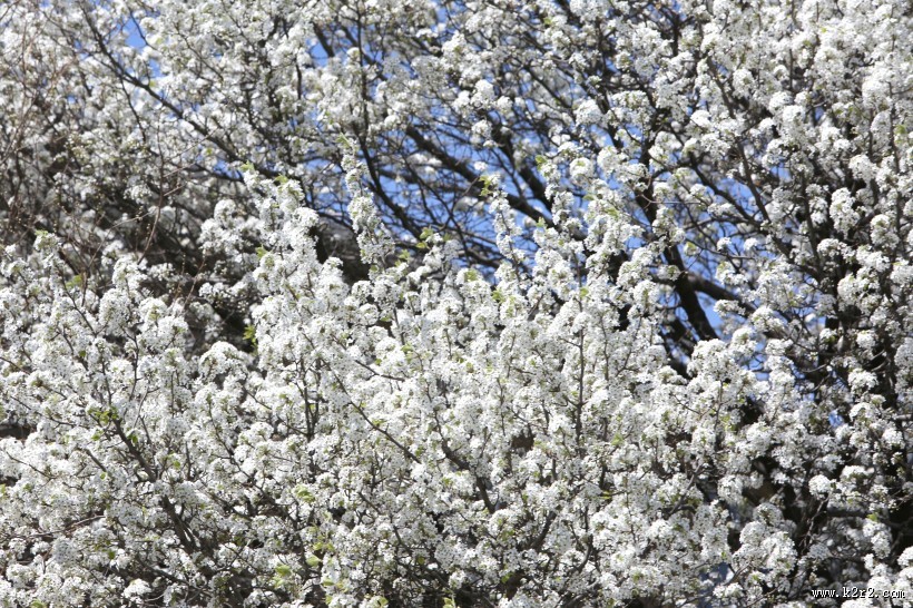 漂亮的白色樱花图片