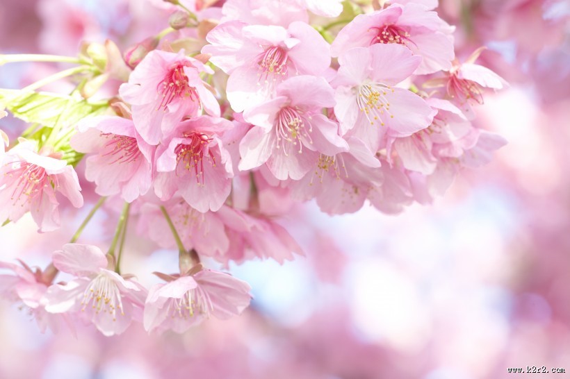 嫩嫩的粉色樱花图片