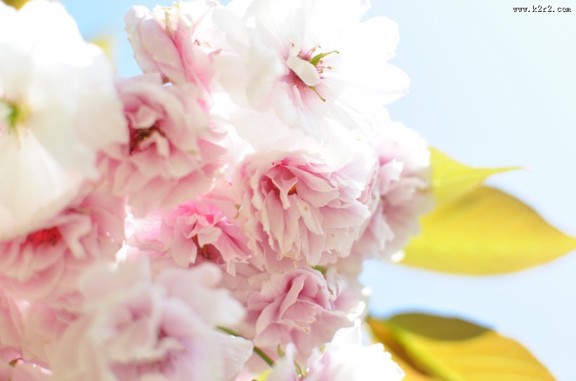 嫩嫩的粉色樱花图片