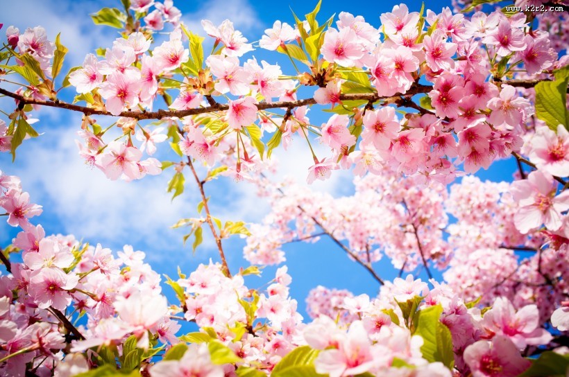 树枝上盛开的樱花图片大全