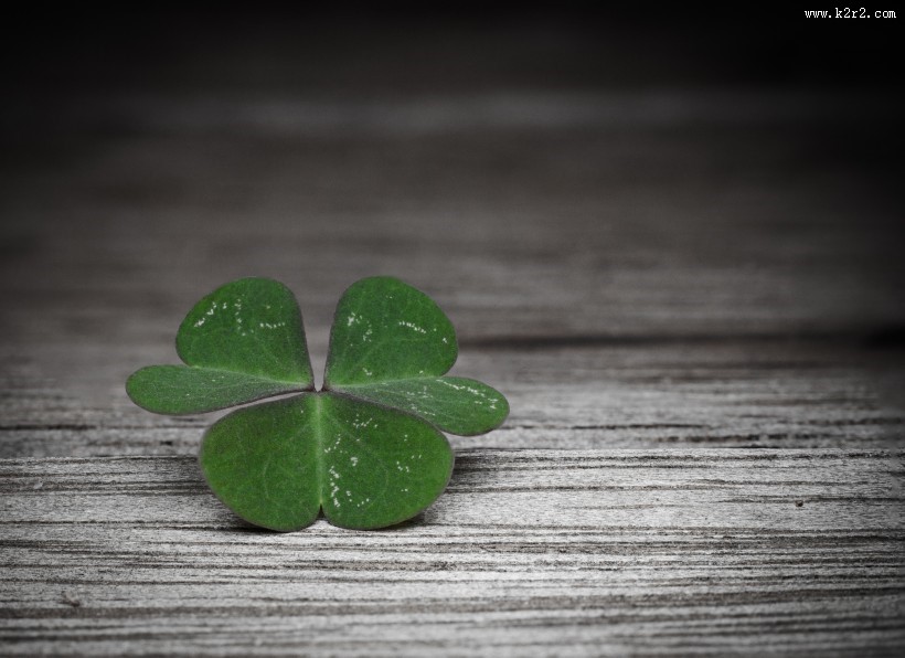 代表幸福的四叶草图片