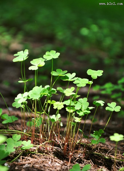 代表幸福的四叶草图片