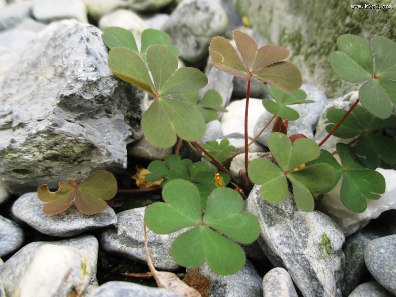 代表幸福的四叶草图片