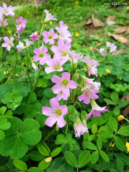 代表幸福的四叶草图片