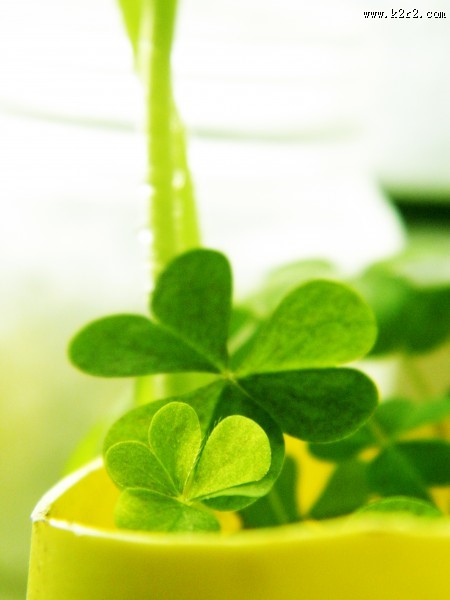 代表幸福的四叶草图片