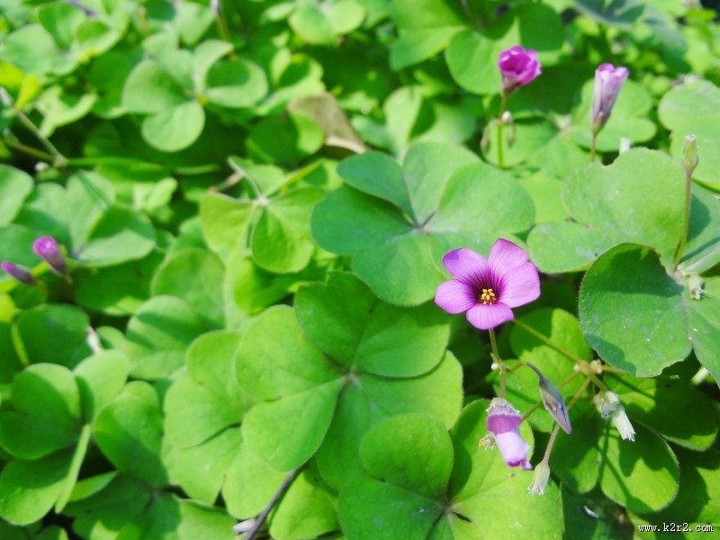 代表幸福的四叶草图片