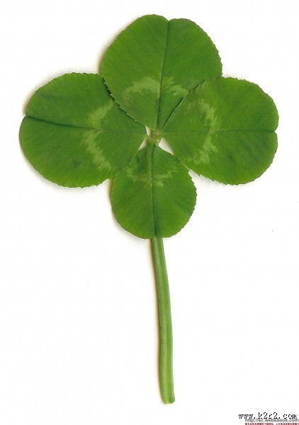 代表幸福的四叶草图片