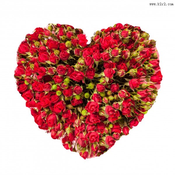 火红色的玫瑰花图片