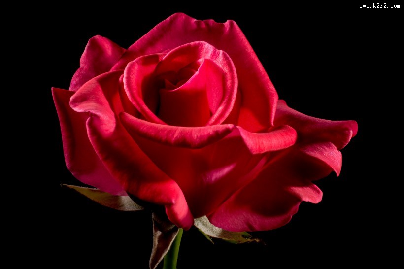 火红色的玫瑰花图片