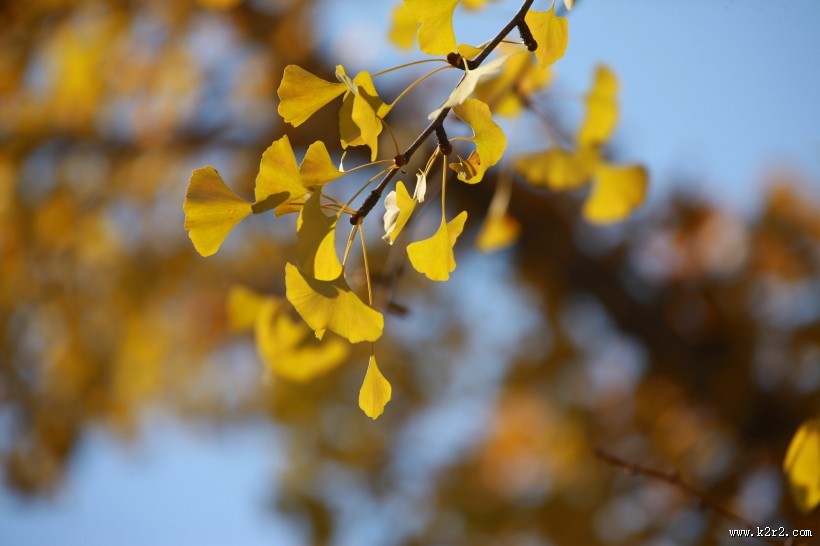 秋季凋零的叶子图片