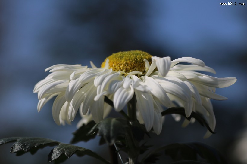 英姿飒爽怒放的菊花图片
