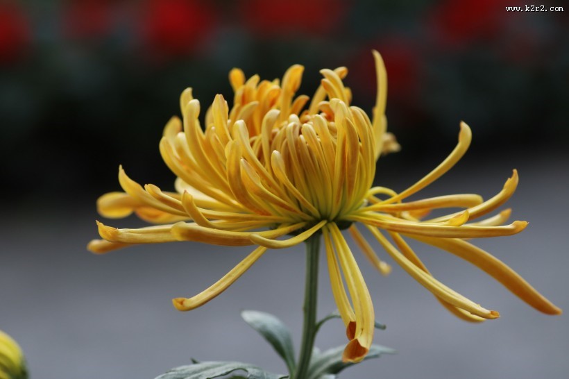 英姿飒爽怒放的菊花图片