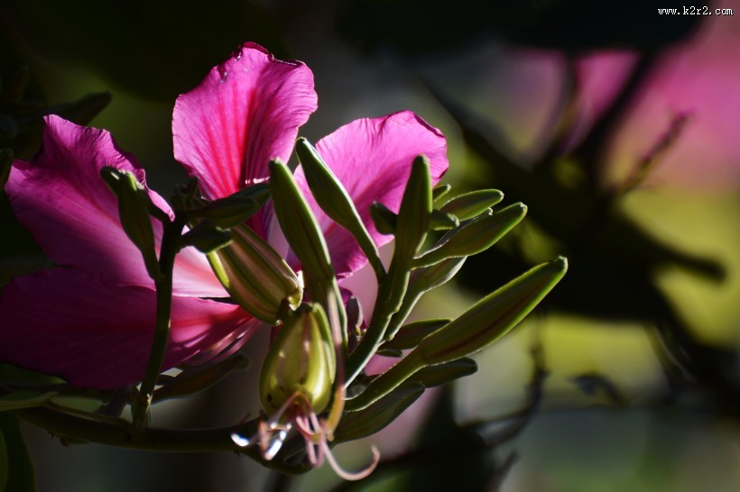 紫荆花图片大全