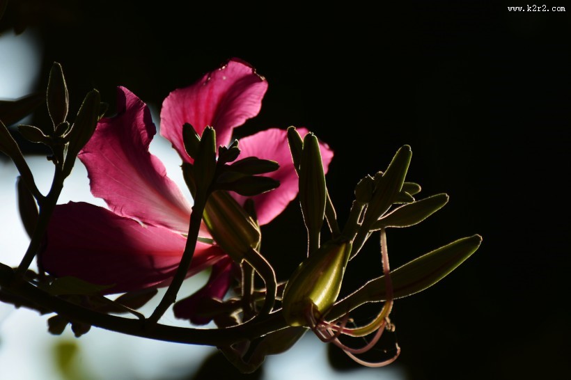 紫荆花图片大全