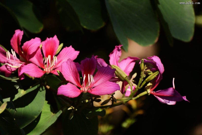 紫荆花图片大全