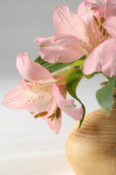 粉色的百合花图片