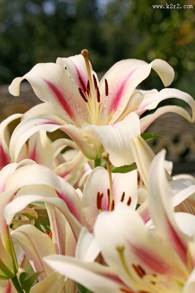 粉色的百合花图片