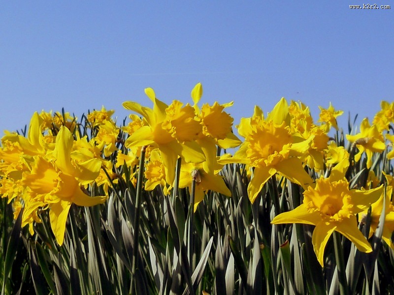 各种各样的百合花图片