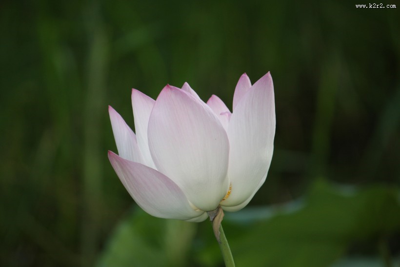 端庄美艳的荷花图片