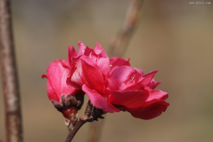 红粉桃花图片大全