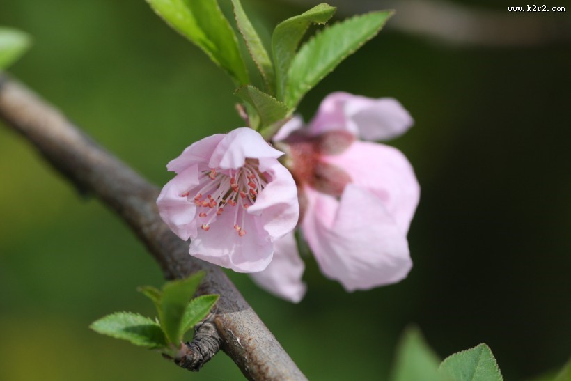 红粉桃花图片大全
