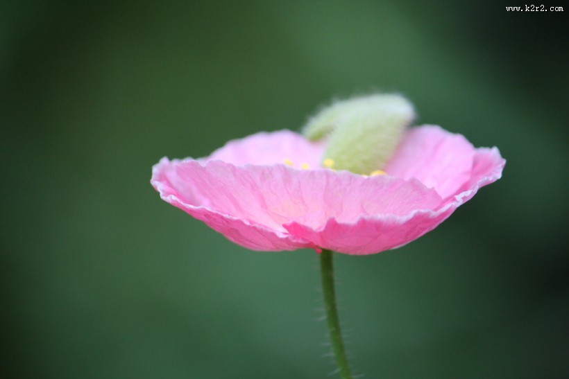 娇俏青春虞美人图片