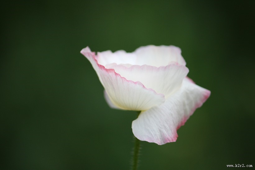 娇俏青春虞美人图片