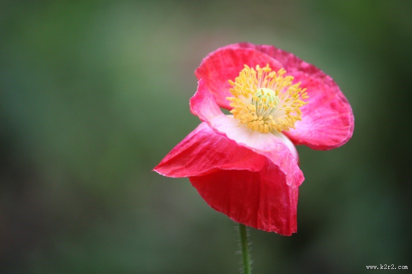娇俏青春虞美人图片