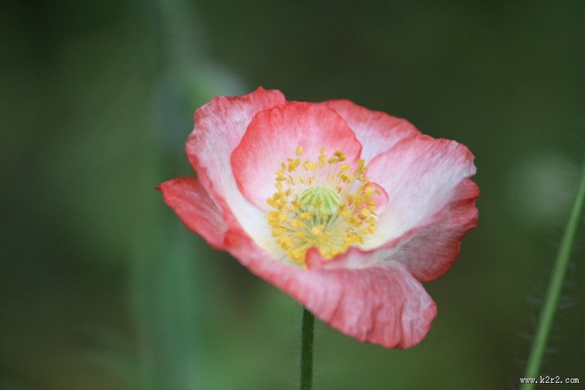 娇俏青春虞美人图片