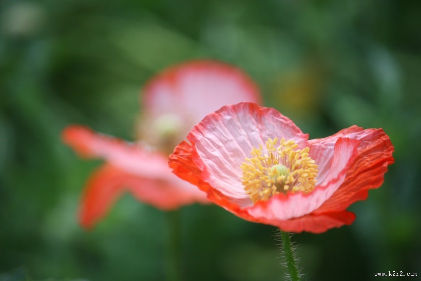 娇俏青春虞美人图片