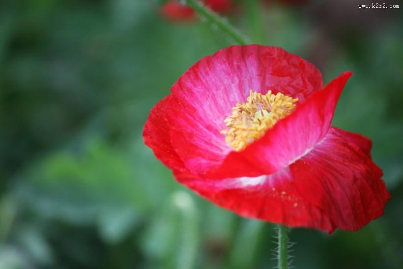 娇俏青春虞美人图片