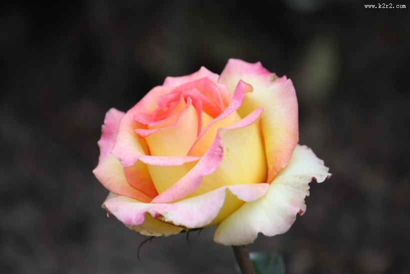 颜色丰富的月季花图片大全