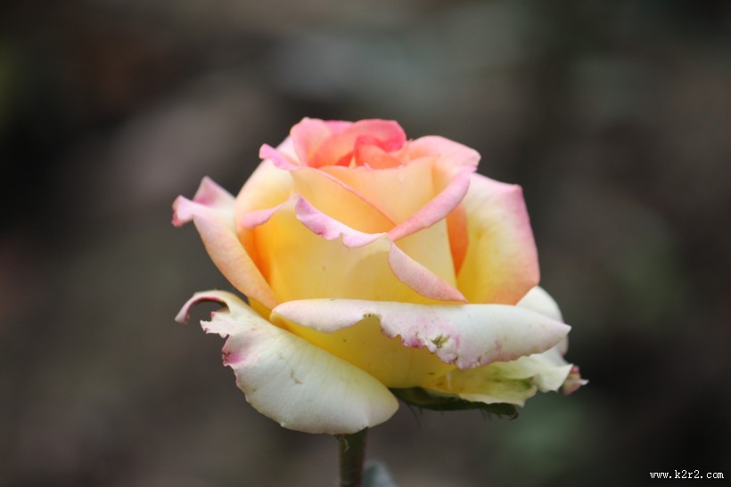 颜色丰富的月季花图片大全