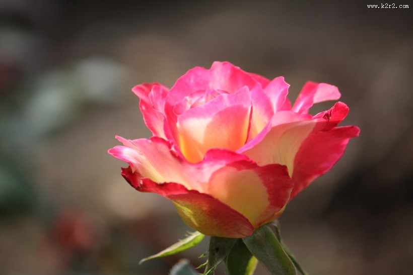 颜色丰富的月季花图片大全