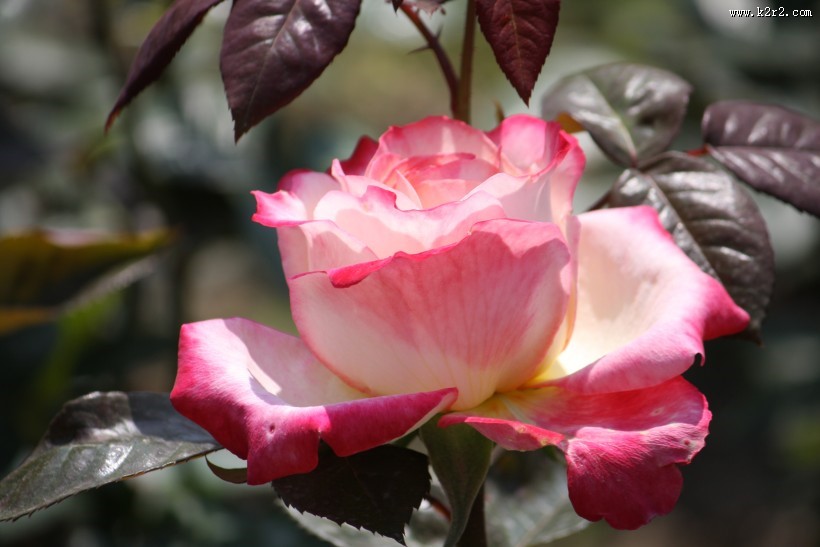 颜色丰富的月季花图片大全