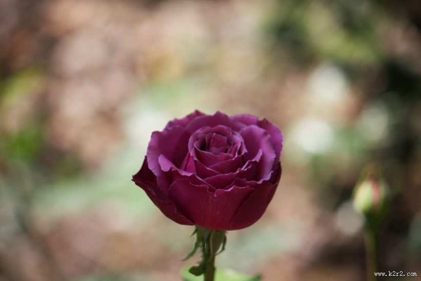 颜色丰富的月季花图片大全