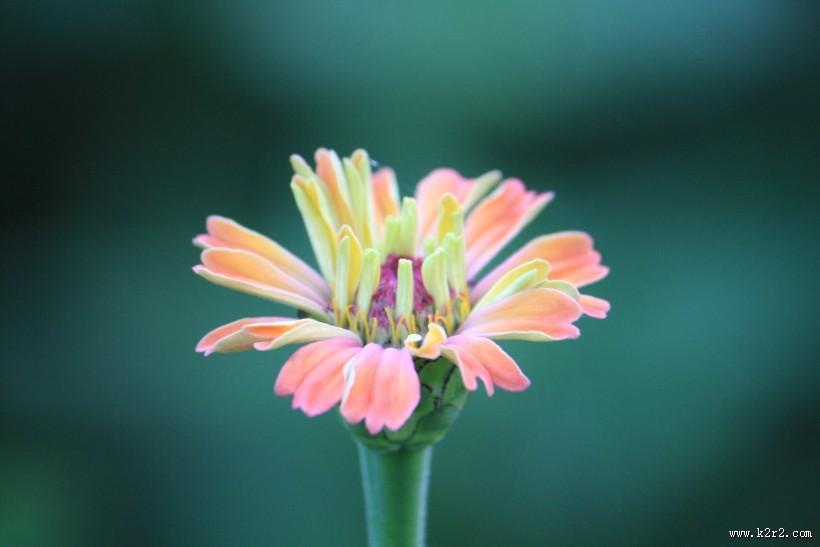 多色美艳万寿菊图片