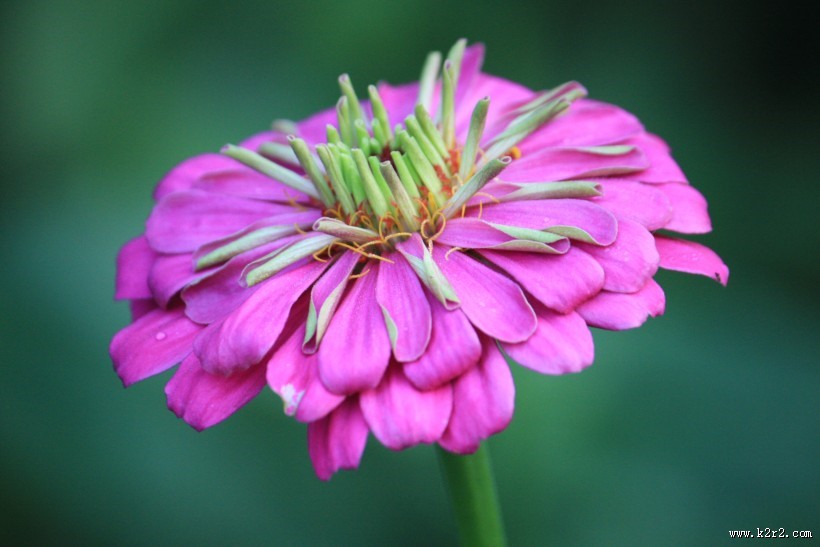 多色美艳万寿菊图片