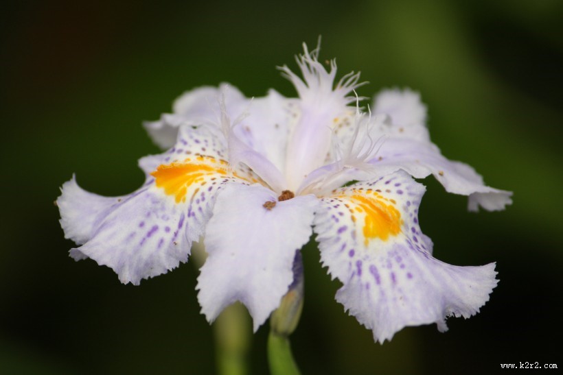 淡紫色鸢尾花图片